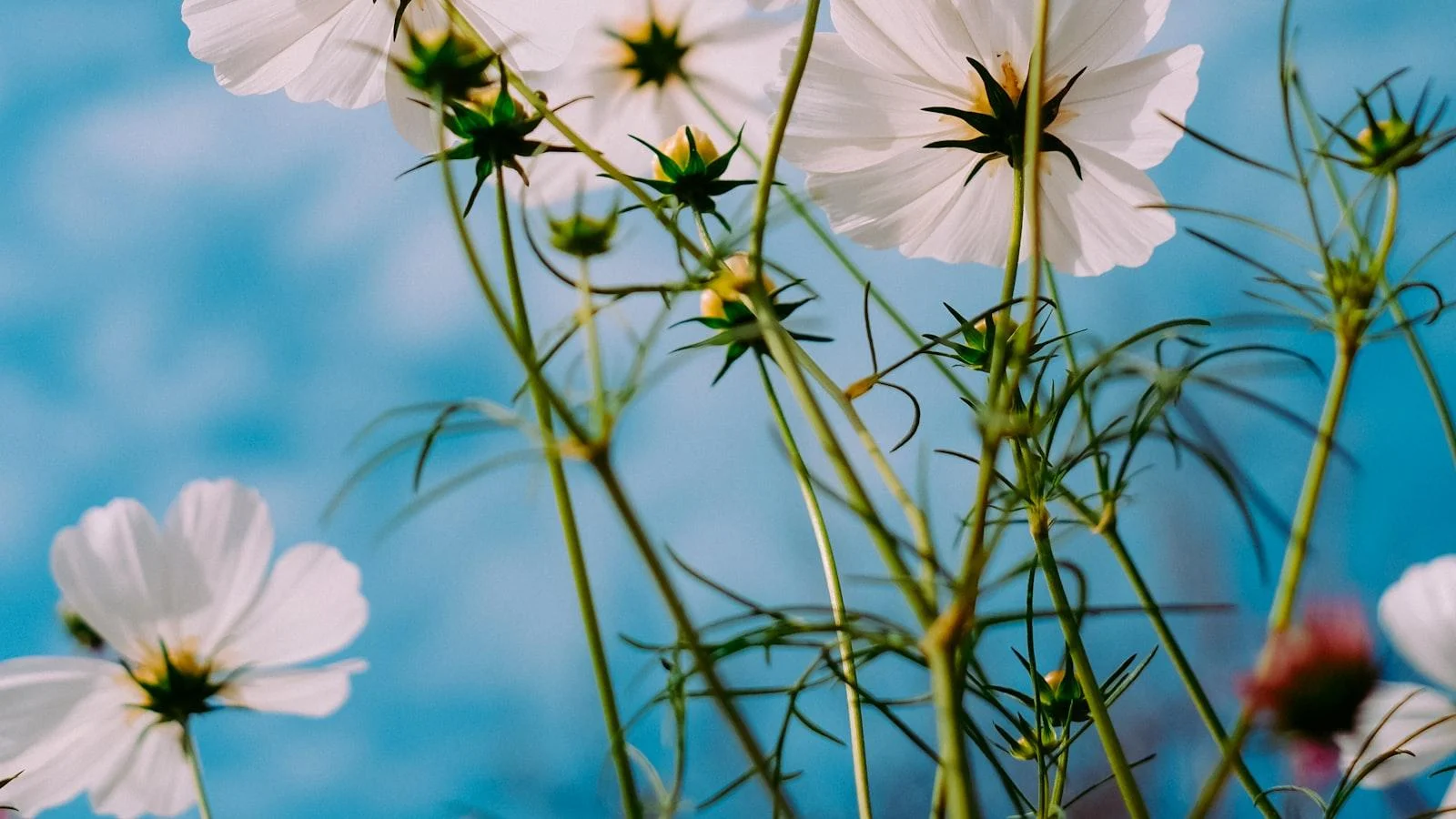 – “A Breath of Fresh Air: Coping with Spring Allergies Daily”