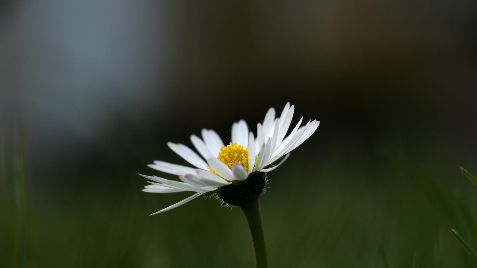 – “Allergy-Proof Your Spring: Essential Tips for a Healthier Season”