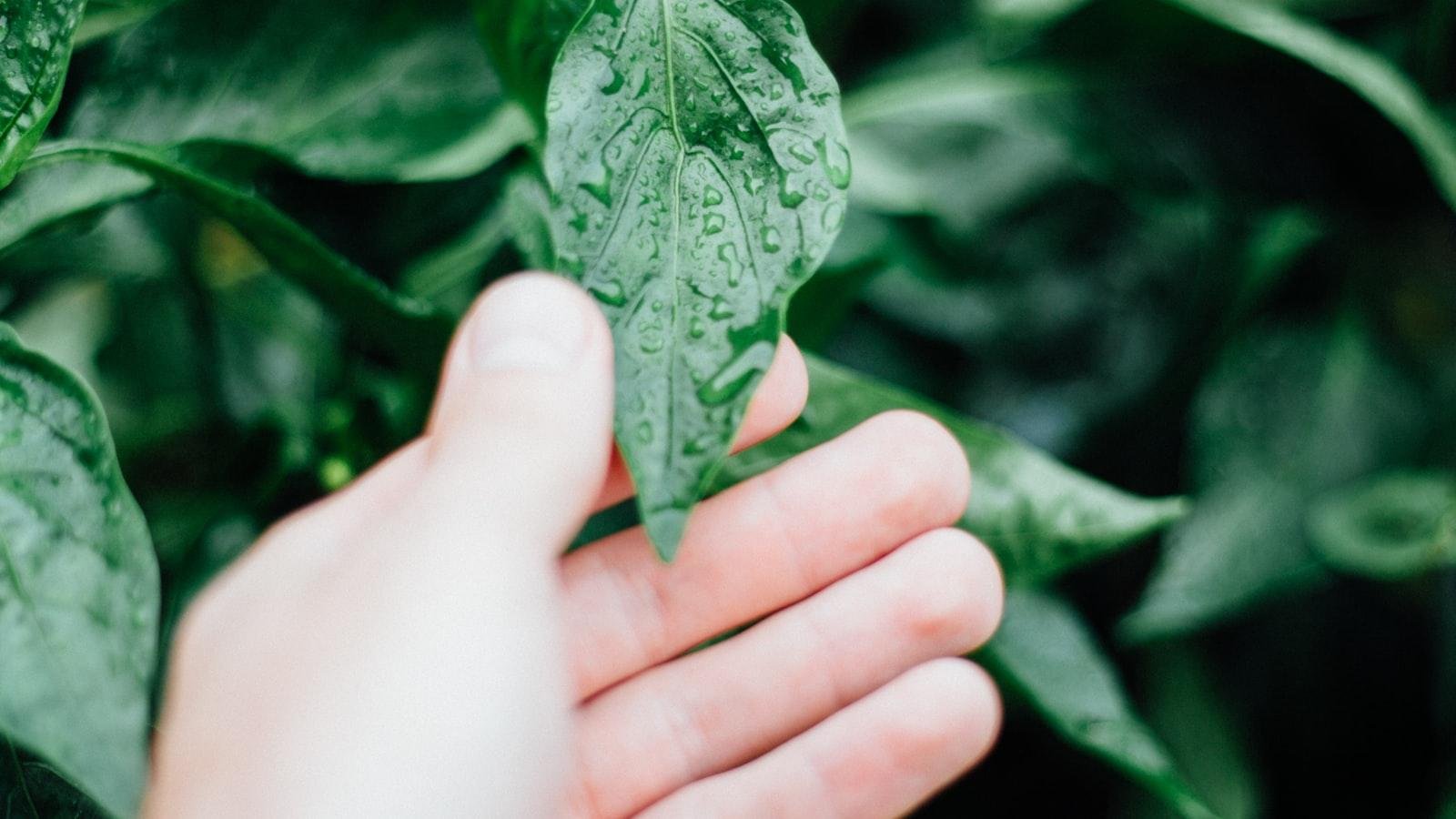 Eco-Friendly Home Improvements for a Greener Future
